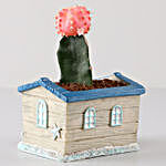 Moon Cactus In Grey Seaside House Planter