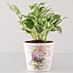 Scindapsus N'Joy In Butterfly Découpage Planter