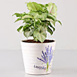 Syngonium Plant In Lavender Découpage Planter