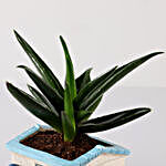 Aloe Vera Plant In White Seaside House Planter