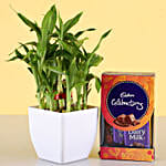 2 Layer Lucky Bamboo & Cadbury Celebrations