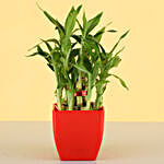 2 Layer Lucky Bamboo With Free Gold Plated Coin