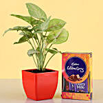 Cadbury Celebrations With Syngonium Plant