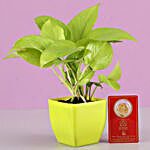 Golden Money Plant With Free Gold Plated Coin