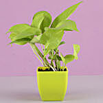 Golden Money Plant With Free Gold Plated Coin