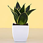 MILT Sansevieria & Free Gold Plated Coin
