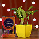 Money Plant & Cadbury Celebrations Box