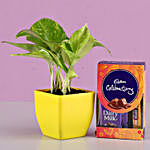 Money Plant & Cadbury Celebrations Box