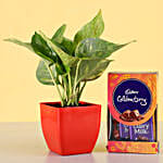 Money Plant & Cadbury Celebrations Combo