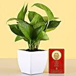 Money Plant & Free Gold Plated Coin Combo