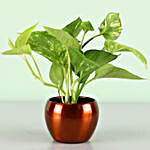Money Plant With Free 24 Carat Coin