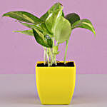 Money Plant With Free Gold Plated Coin