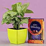 Syngonium Plant & Cadbury Celebrations Box