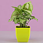 Syngonium Plant With Free Gold Plated Coin