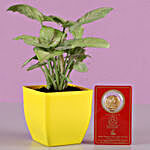 Syngonium With Free Gold Plated Coin