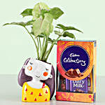 Cadbury Celebrations & Syngonium Plant