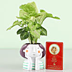 Free Gold Plated Coin With Syngonium Plant
