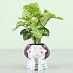 Free Gold Plated Coin With Syngonium Plant