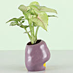 Gold Plated Coin Free With Syngonium Plant