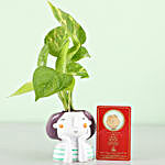 Money Plant & Free Gold Plated Coin