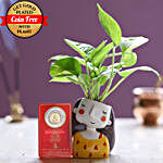 Free Gold Plated Coin With Money Plant