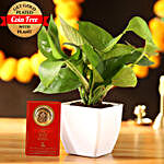 Money Plant & Free Gold Plated Coin Combo