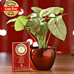 Syngonium Plant & Free Gold Plated Coin