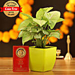 Syngonium Plant With Free Gold Plated Coin