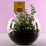 Jade Plant Terrarium For Diwali