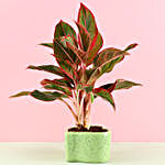 Aglaonema Lipstick Plant Heart Shaped Pot