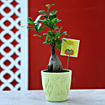 Ficus Ginseng Plant In Yellow Ceramic Pot