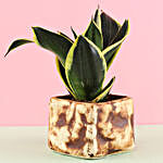 MILT Sansevieria Plant In Brown Stone Pot
