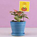 Pink Syngonium Plant In Blue Plate Pot