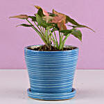 Pink Syngonium Plant In Blue Plate Pot