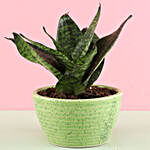 Snakeskin Plant In Green Ceramic Pot