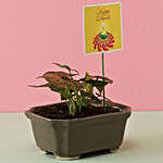Syngonium Pink Plant For Diwali