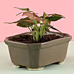Syngonium Pink Plant For Diwali