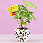 Syngonium Plant In Abstract Design Pot
