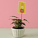 Pink Syngonium Plant In White Pot
