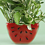 Pothos Njoy Plant In Ceramic Watermelon Slice Pot