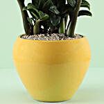 ZZ Plant In Ceramic Tall Sunnydaze Pot