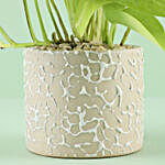 Golden Money Plant In Ceramic Teardrop Cylinder Pot