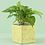 Golden Money Plant In Ceramic Yellow Matte Finish Iris Pot