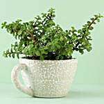Jade Plant In Teardrop Teacup Pot