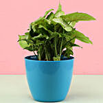 Syngonium Plant In Blue Pot