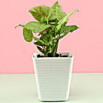 Syngonium Plant In White Pot
