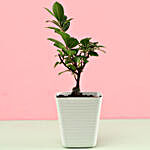 Ficus Compacta In White Pot