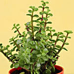 Jade Plant In Red Fiber Pot
