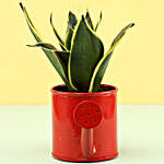 MILT Sansevieria In Watering Can Pot