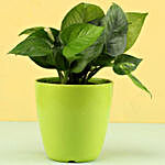 Money Plant In Green Fiber Pot